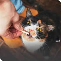 Cat Treats
