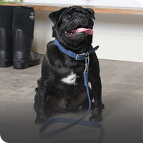 Dog Leads, Collars, Harnesses & ID Tags