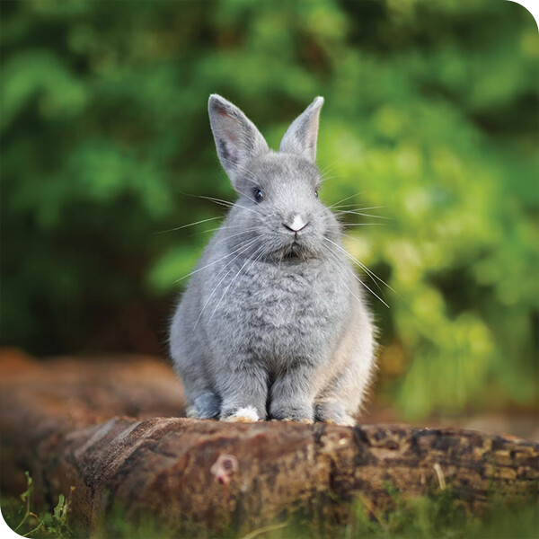 Rabbit Accessories