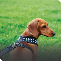 Dog Harnesses