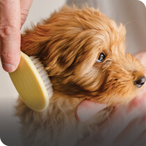 Dog Grooming