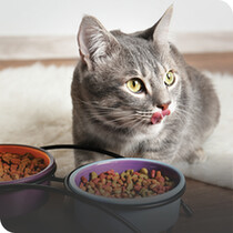 Cat Food & Treats