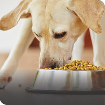 Dog Dry Food