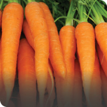 Vegetable Seeds
