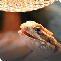 Vivarium Heat Lamps & Mats