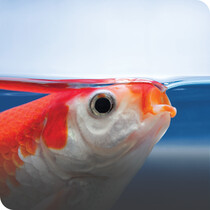 Aquarium Food