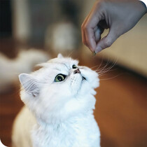 Cat Food & Treats