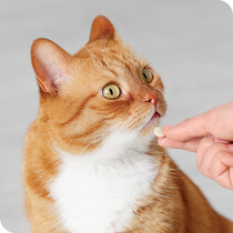 Cat Healthcare