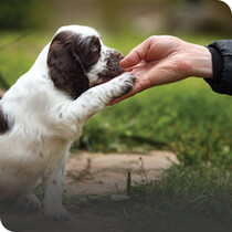 Puppy Training