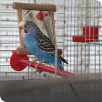 Bird Cages & Accessories