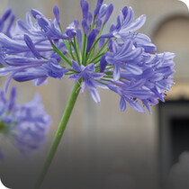 Herbaceous Perennials