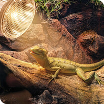 Vivarium Heat Lamps & Mats