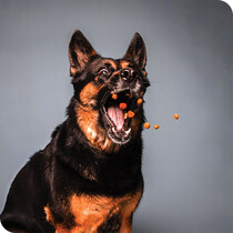 Dog Food & Treats