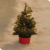 Christmas Potted Trees