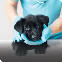 Puppy Healthcare
